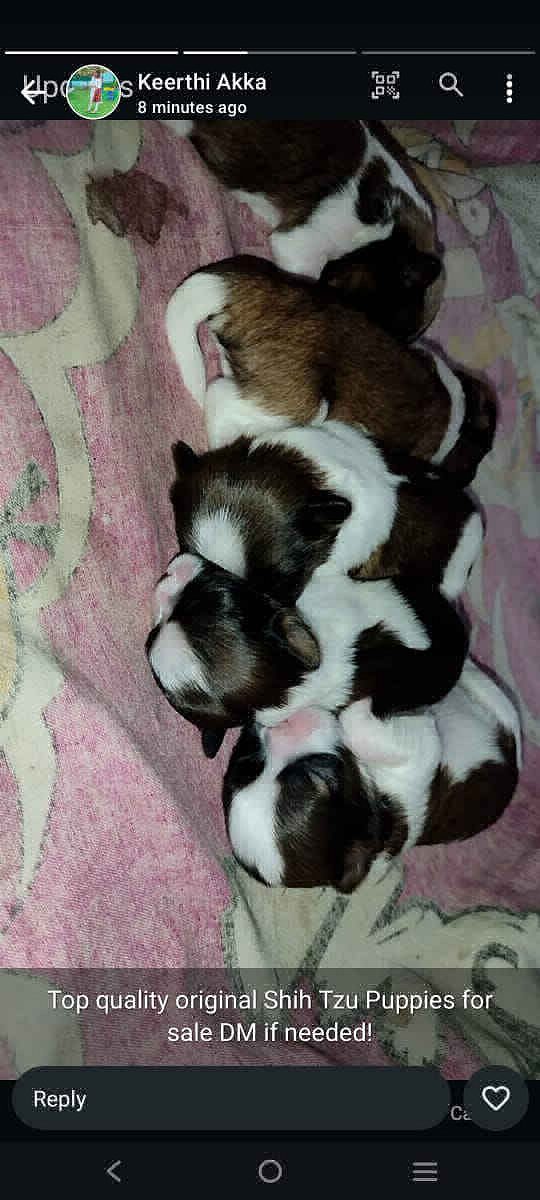 Quality Shihtzu Sale