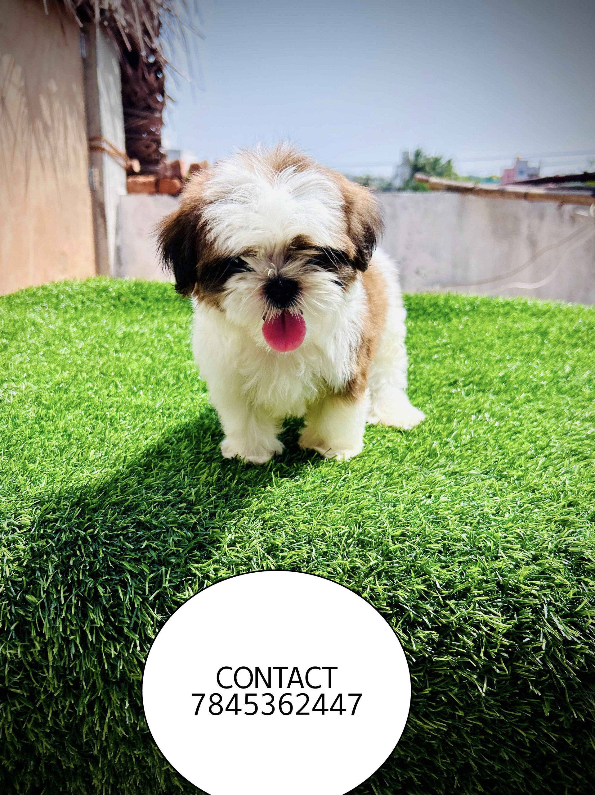 Quality shizthu male