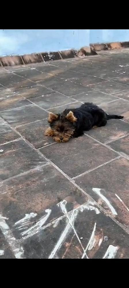 Quality yorkshire terrier
