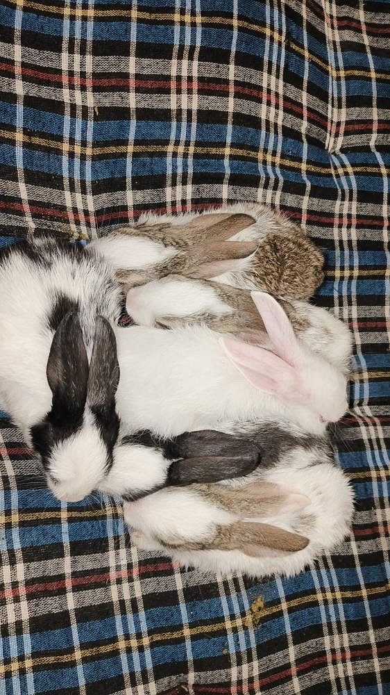 Rabbit adult or babies
