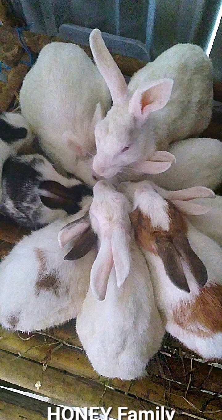 Rabbit sale at affordable price