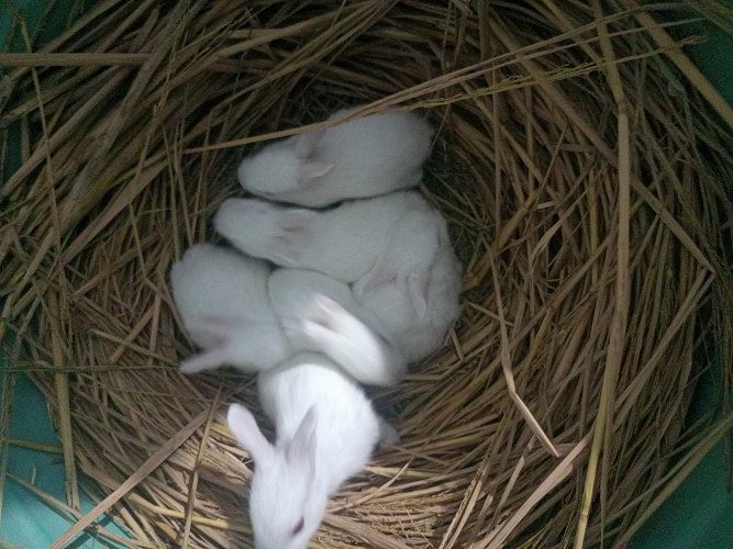 Rabbit baby for sell