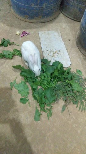 Rabbit 🐇🐰🐰🐇