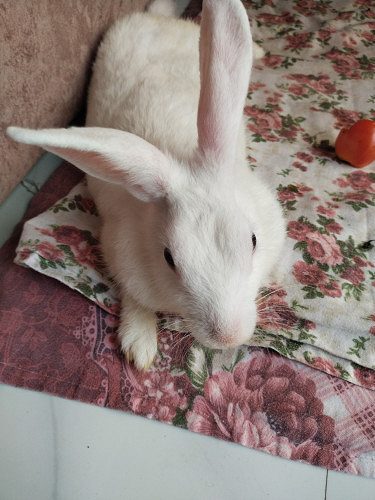 Rabbit for sale