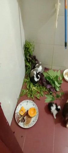 Rabbit for sale in Pathanapuram