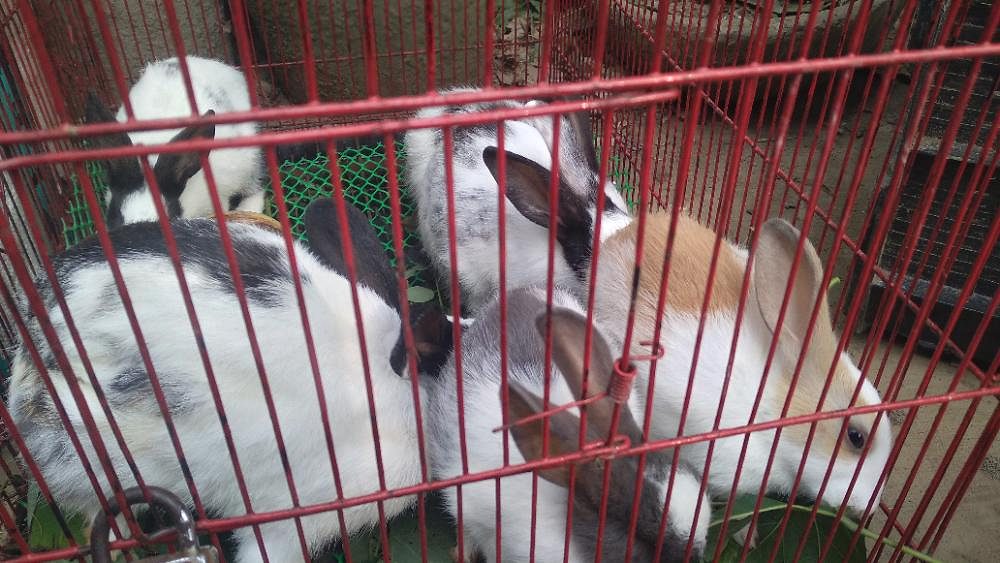 Rabbit for sale