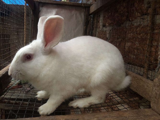 Rabbit for sale