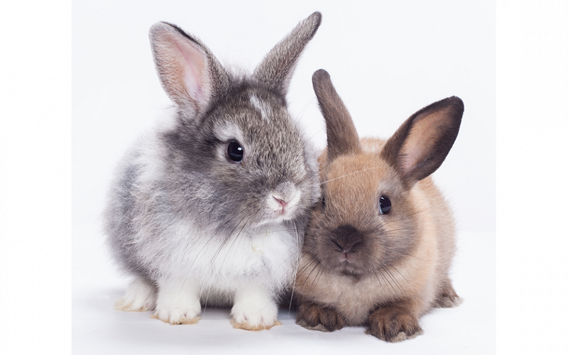 Rabbits For Sale in Cuddalore, Tamil Nadu