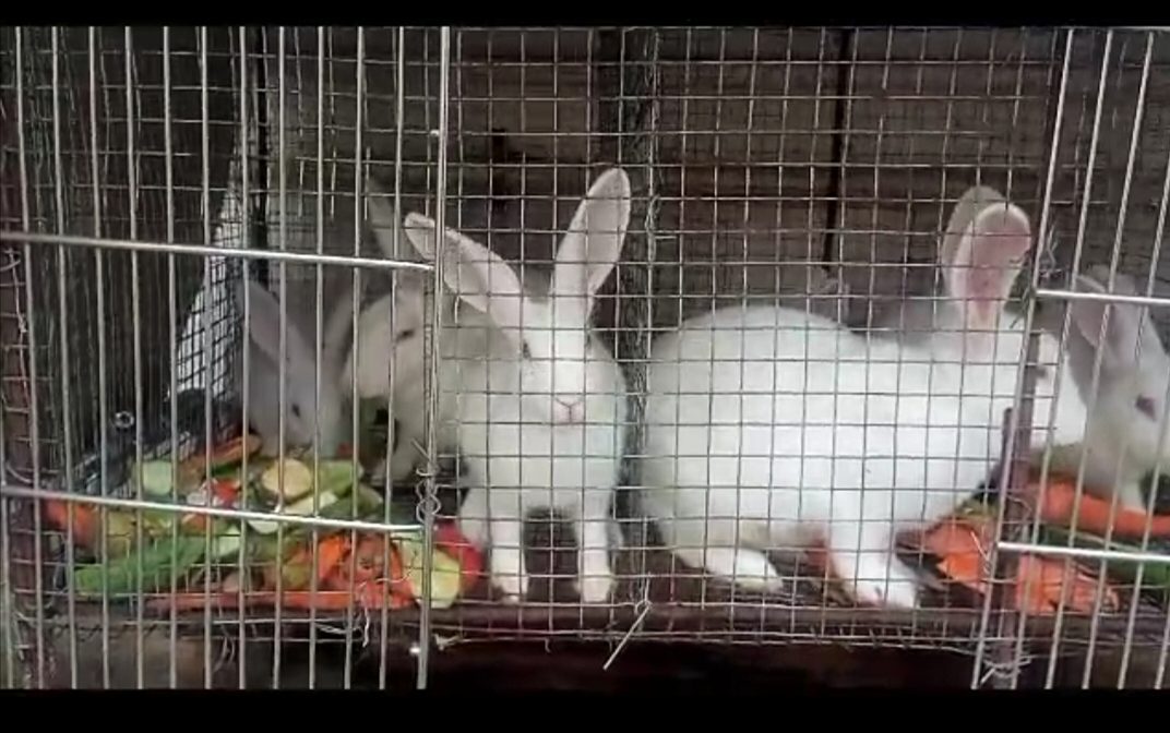 Rabbits for sale