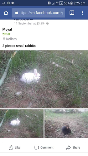 Rabbits for sale