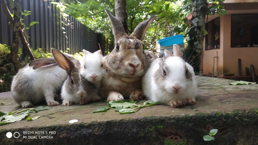 Rabbits For Sale