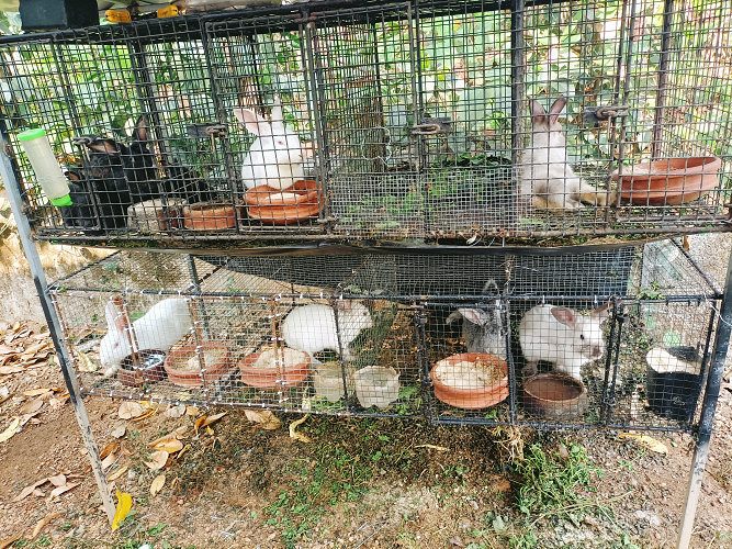 Rabbits for urgent sale
