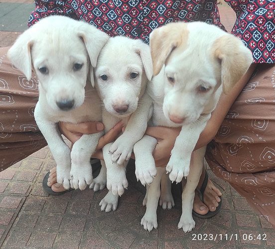 rajapalayam cross puppies