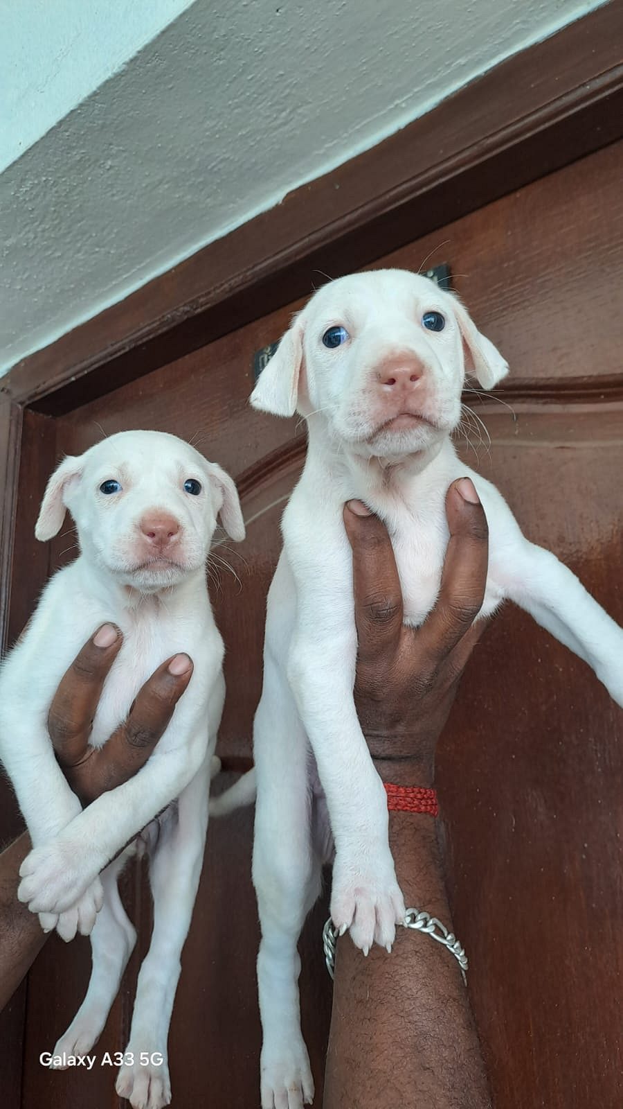 Rajapalayam Puppies for sale