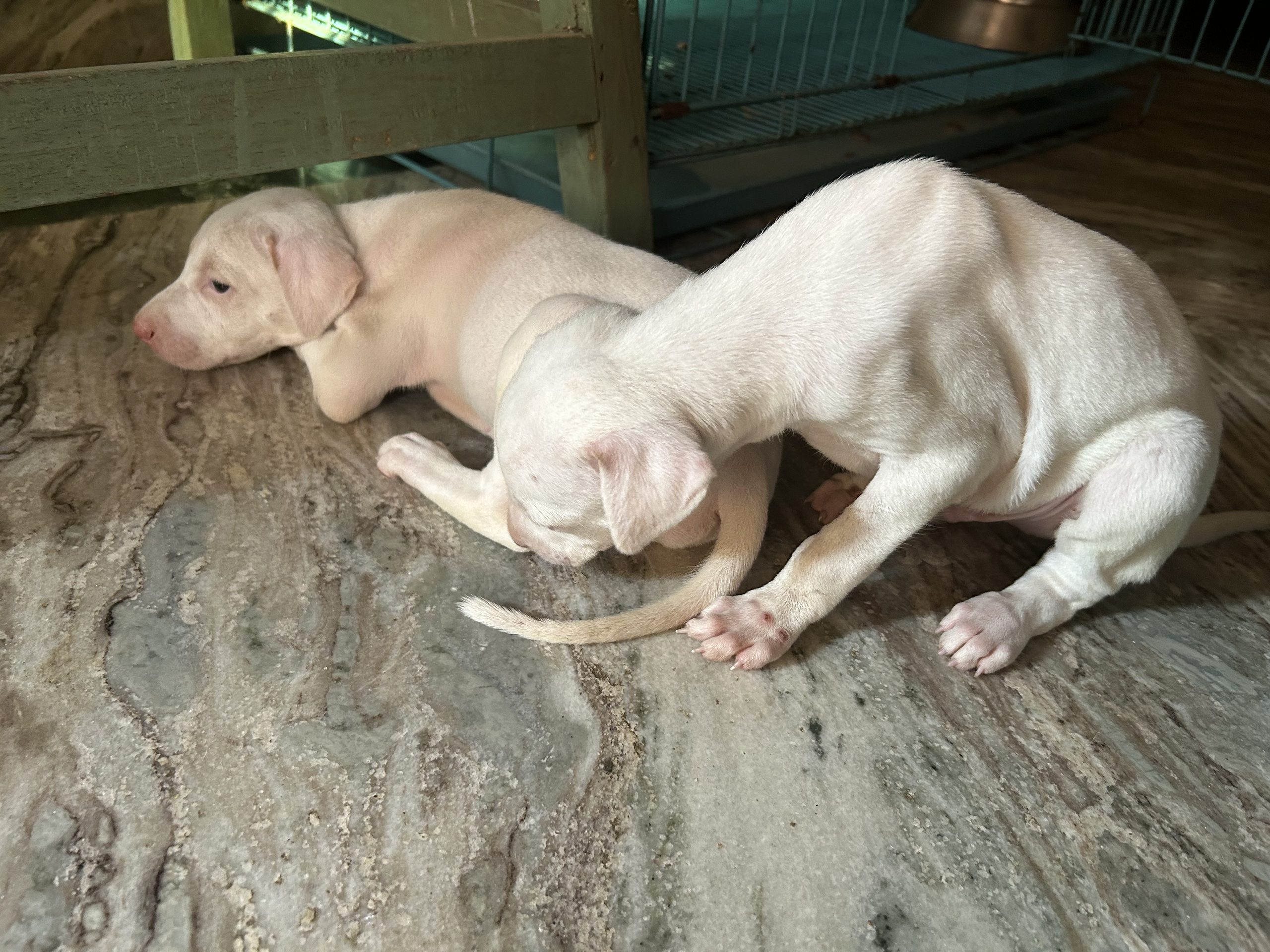 Rajapalayam puppies