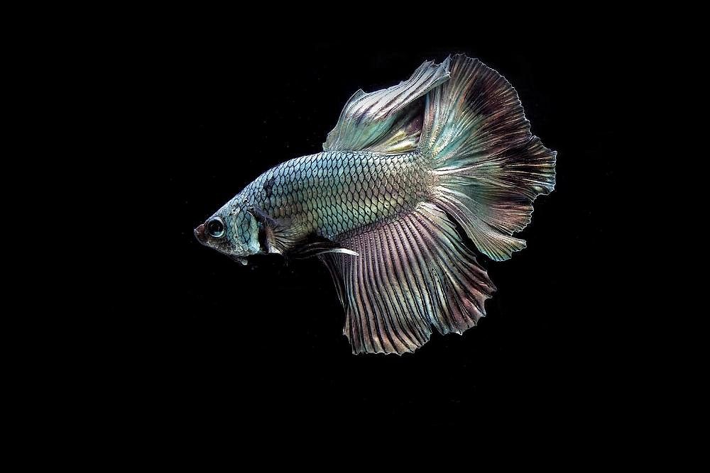 Rare Black Betta