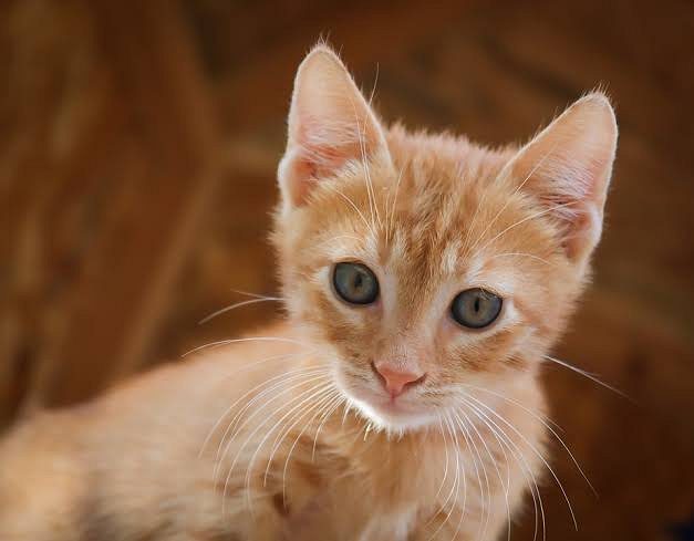 Red cats