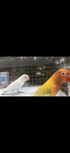 Red eye splits alb 2 pair for sale in Chennai