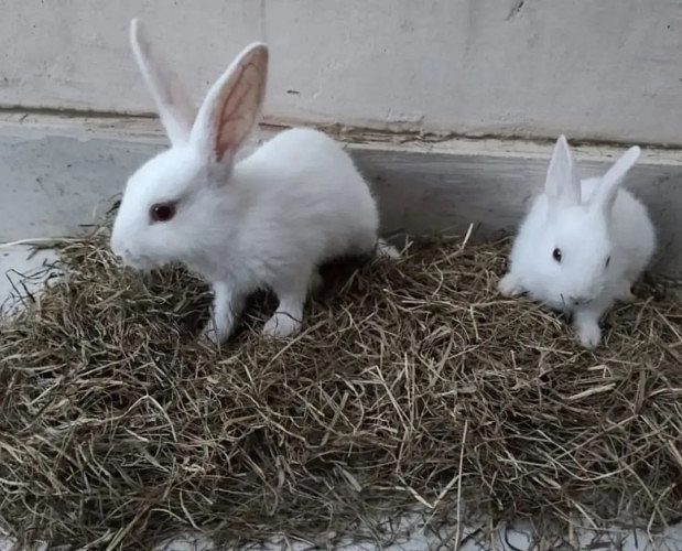 Rehome my Rabbits