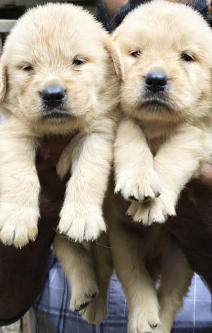 ഗോൾഡൻ retriever