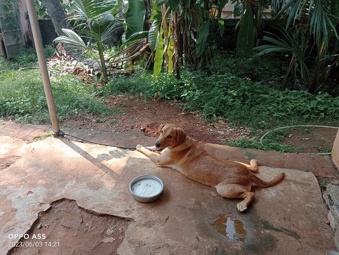 Retriever Labrador for Sale