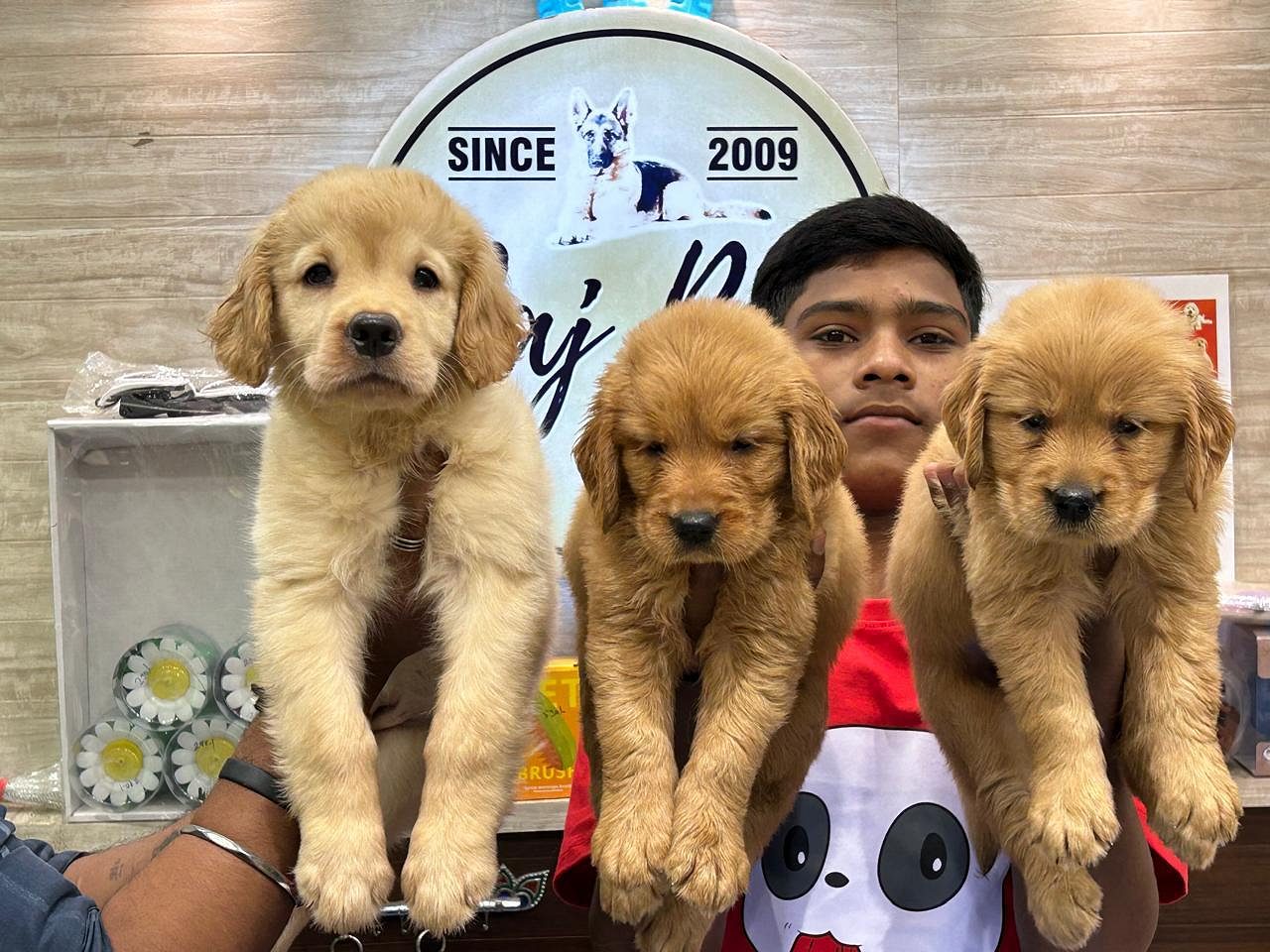 retriever puppies for sale