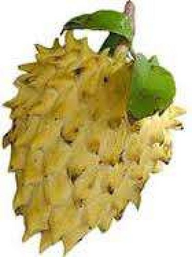 Rollinia Deliciosa seedlings