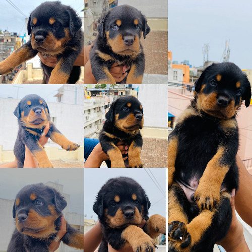 Rott Weiler for sale