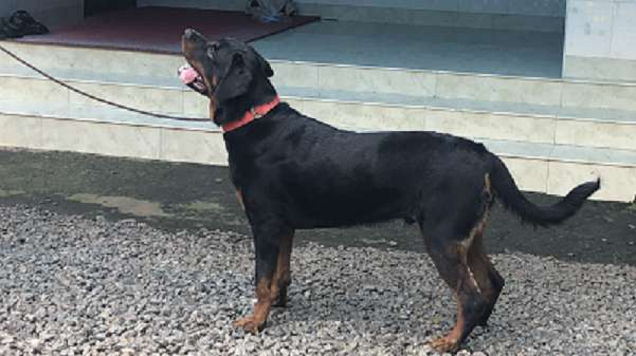 Rottweiler 10 month old for sale
