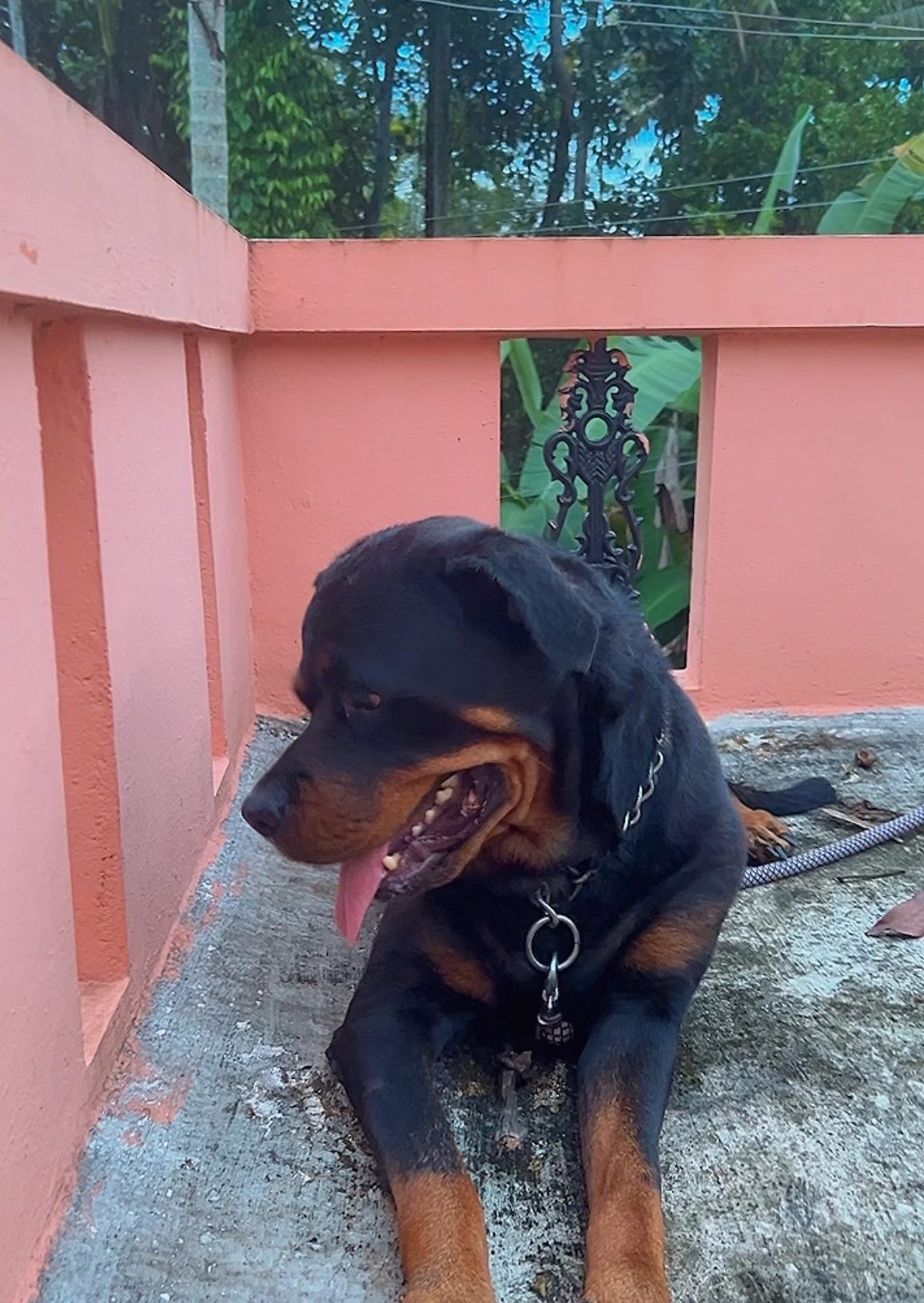 Rottweiler For adoption