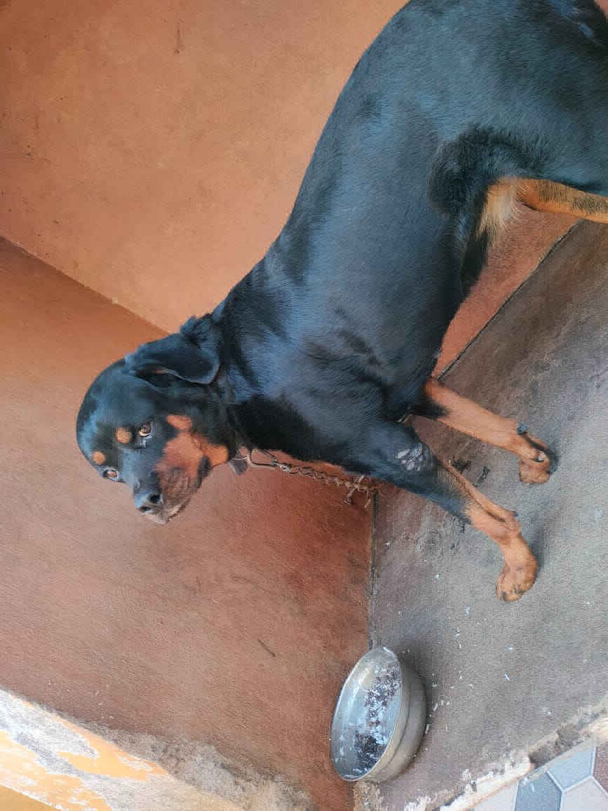 Rottweiler - Adult F