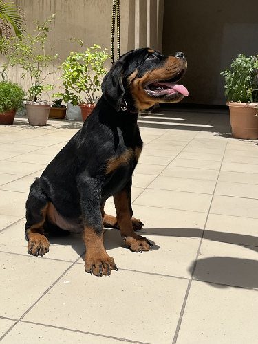 Rottweiler dog