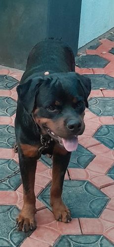 Rottweiler