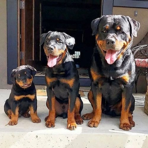 Rottweiler