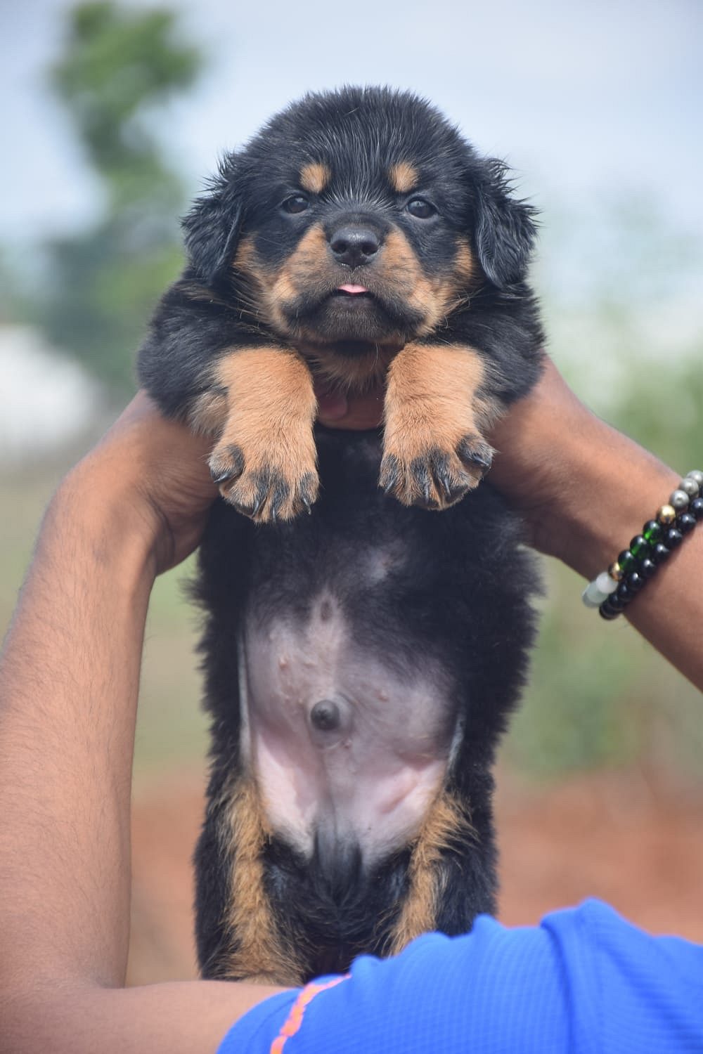 Rottweiler
