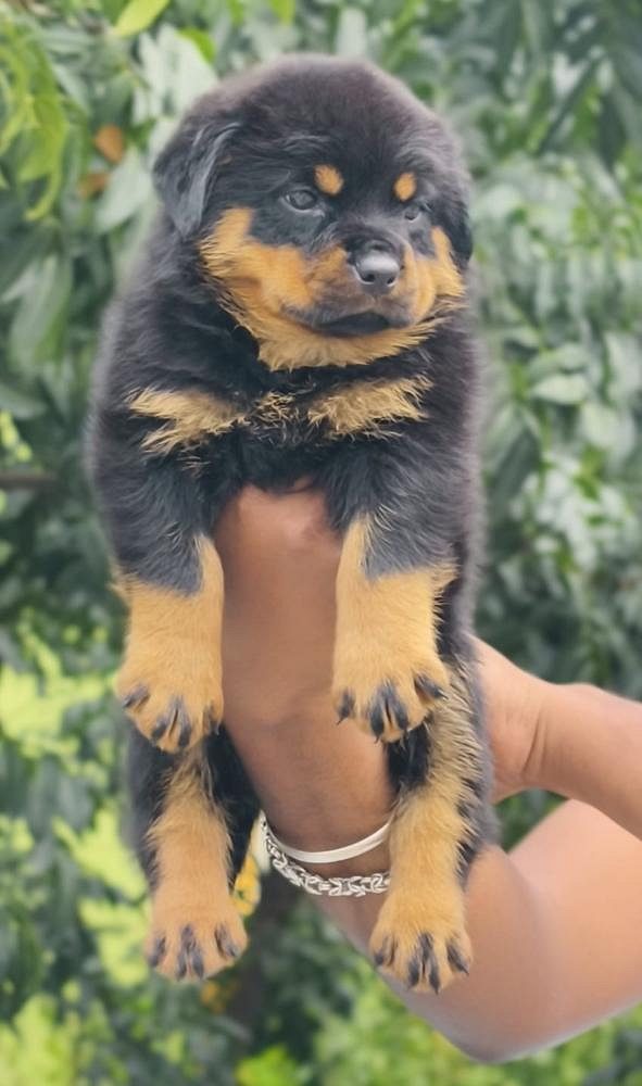 Rottweiler
