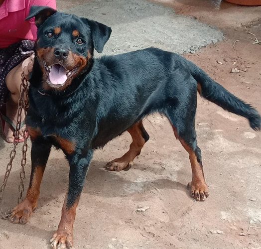 Rottweiler