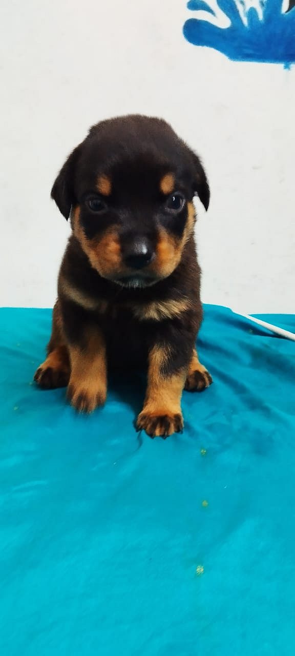Rottweiler