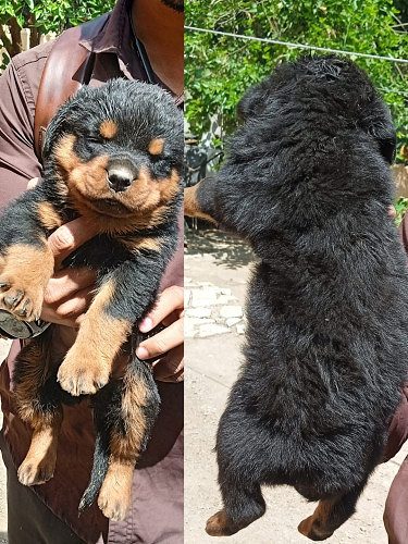 Rottweiler