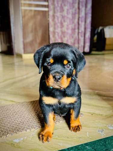 Rottweiler