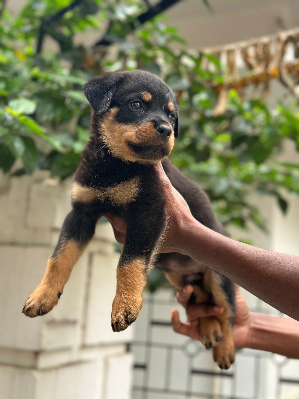 Rottweiler