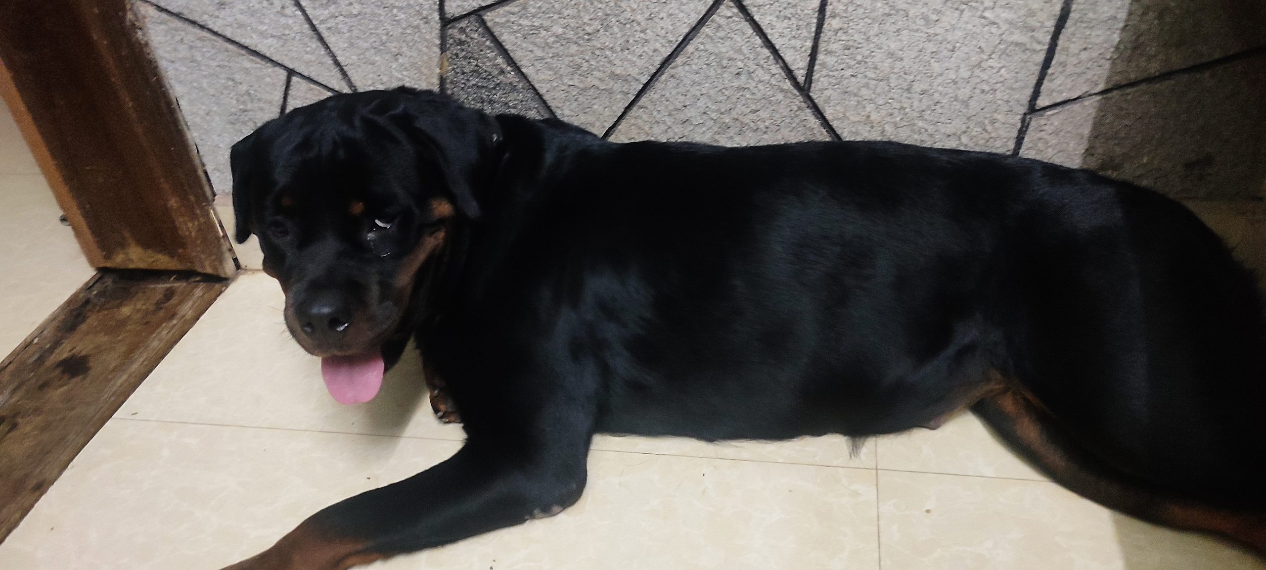 Rottweiler