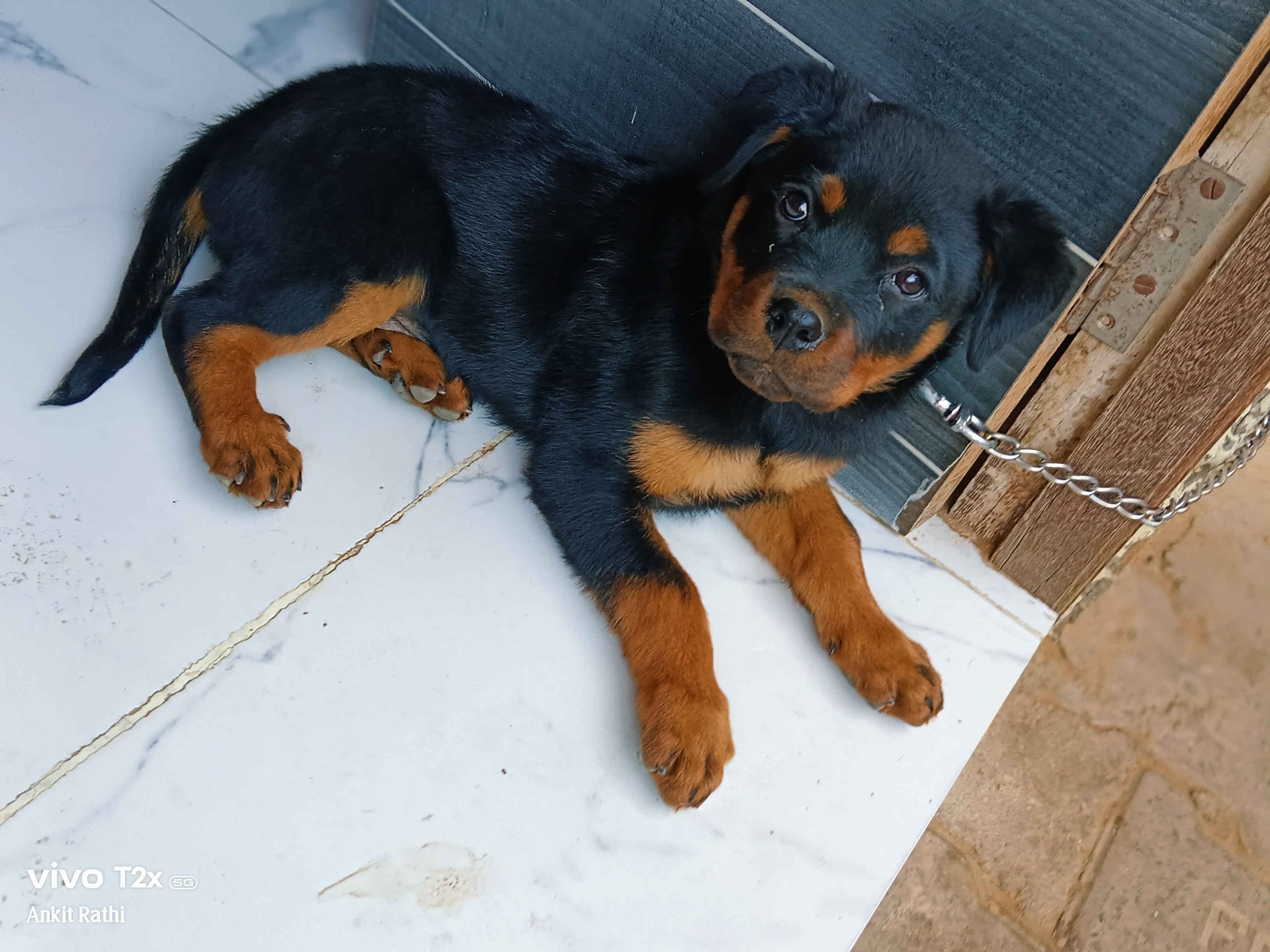 Rottweiler female