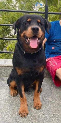 Rottweiler Male