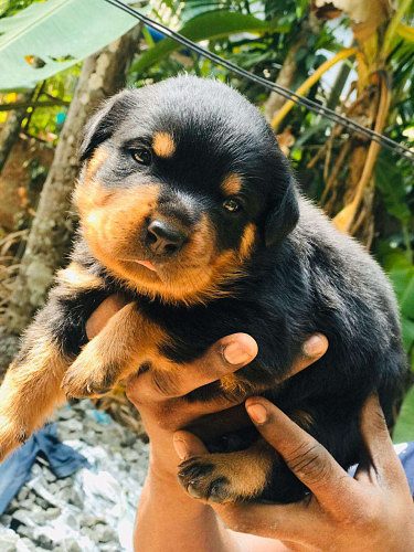 ROTTWEILER PUPPIES 2MONTHS, MOTHER DOG 4YEARS