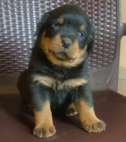 Rottweiler puppies available for sale 83O7797664