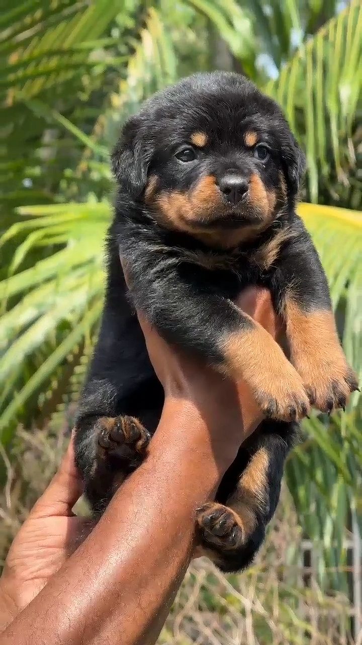 Rottweiler Puppies available call 6282260887
