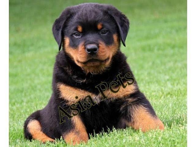 Rottweiler puppies available in Chennai