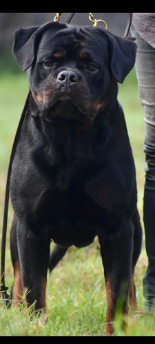 Rottweiler puppies available