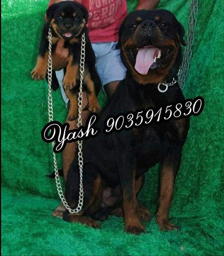 Rottweiler Puppies For Sale In Bangalore